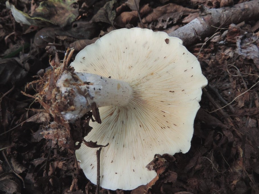 Говорушка душистая (Clitocybe odora)