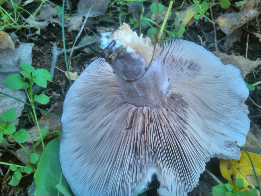 Рядовка фиолетовая ложная