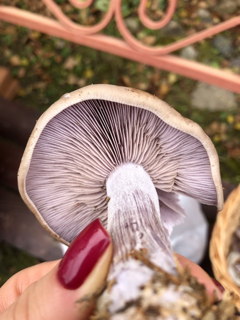 Рядовка фиолетовая съедобная