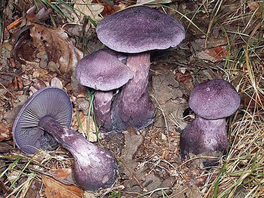 Паутинник бело-фиолетовый