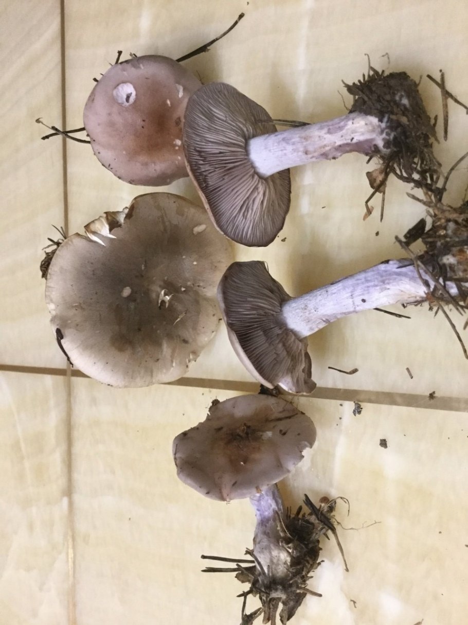 Рядовка фиолетовая