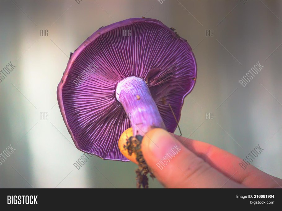 Паутинник фиолетовый гриб