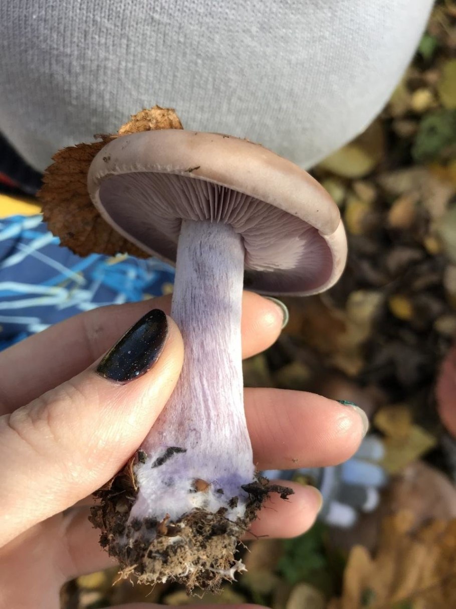 Радужный пурпурный гриб Elaeomyxa Cerifera