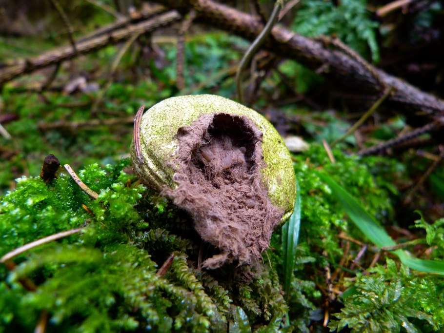 Гриб с пылью