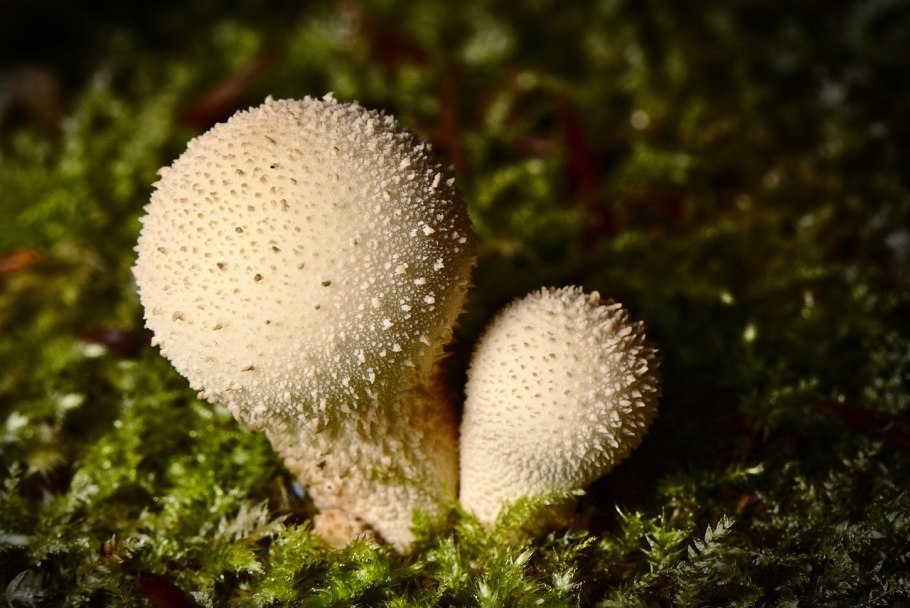 Гриб с пылью