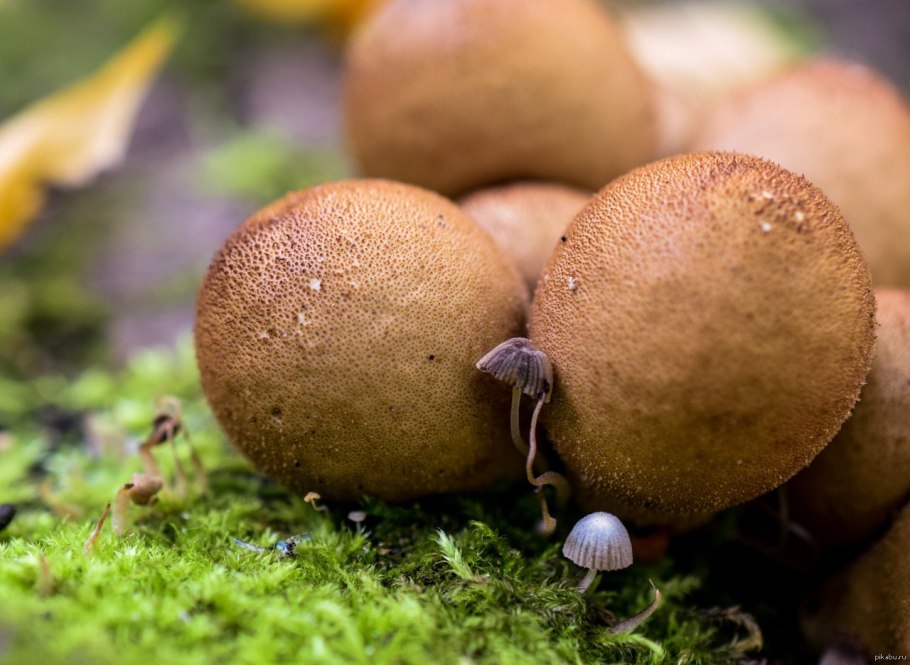 Дождевик грушевидный Lycoperdon pyriforme