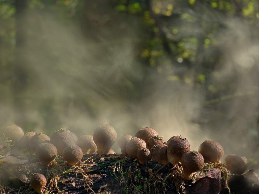 Дождевик гриб дым