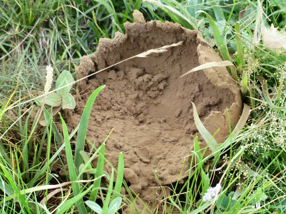 Гриб дождевик съедобный