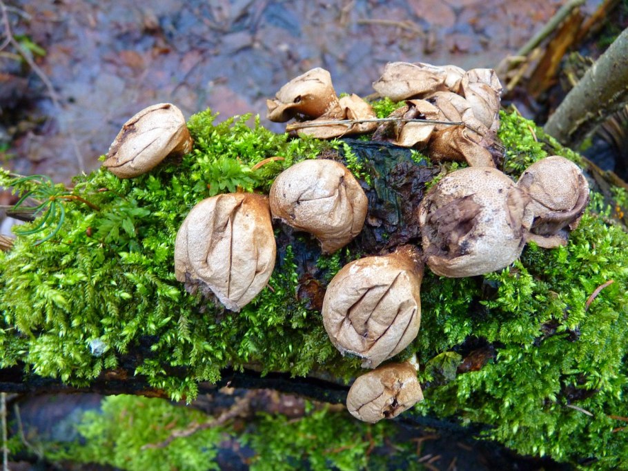 Гриб с пылью