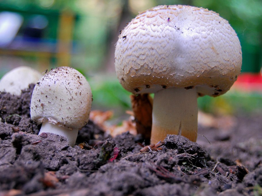 Ложнодождевик бородавчатый