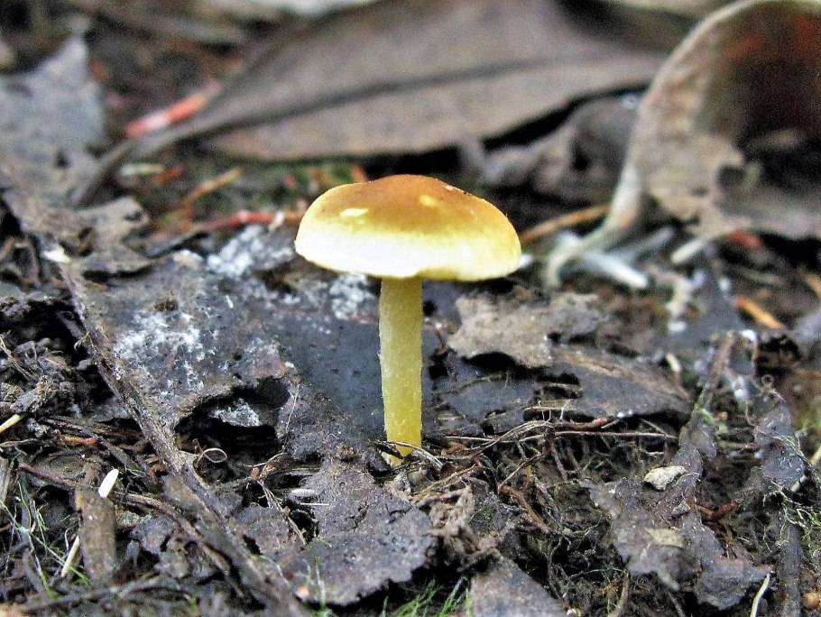 Пушистый гриб