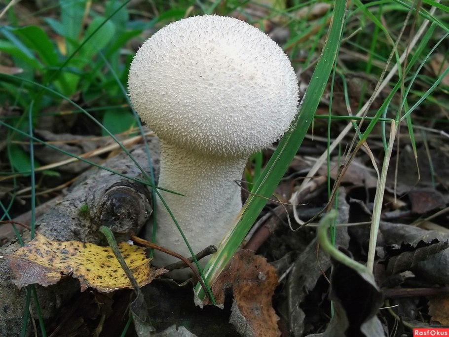 Грибы со спорами