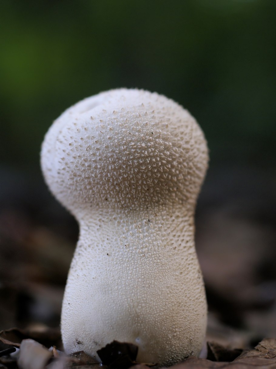 Гриб Lycoperdon perlatum