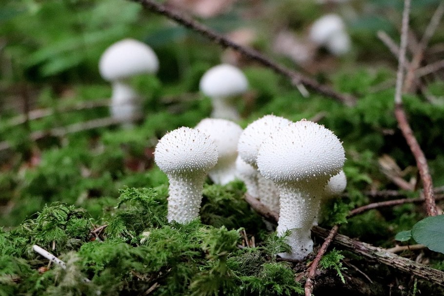 Бовиста гриб