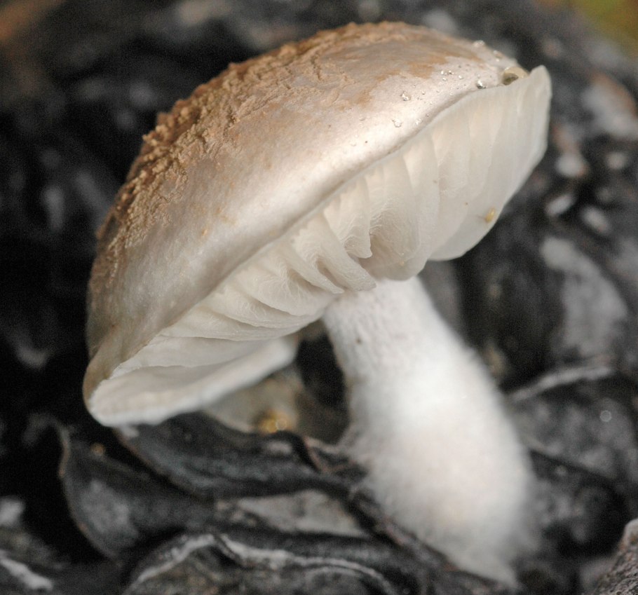 Пылевые грибы