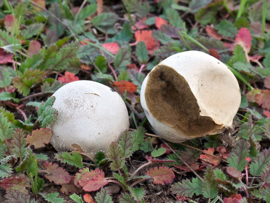 ГОЛОВАЧ продолговатый (Calvatia excipuliformis)