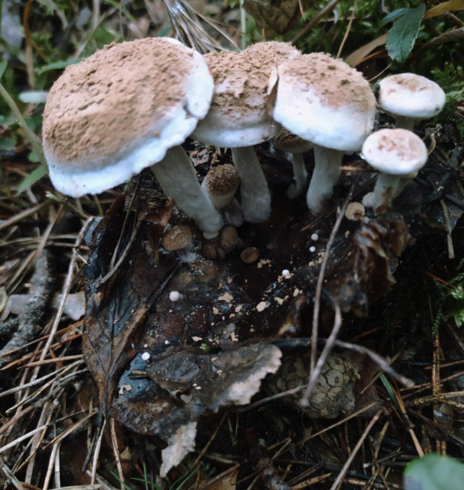 Грибы дождевик (Lycoperdon pyriforme)