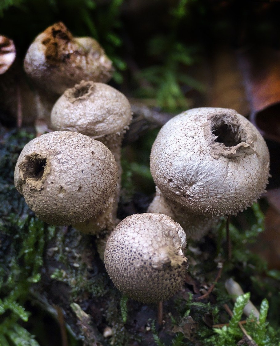 Грибы Lycoperdon
