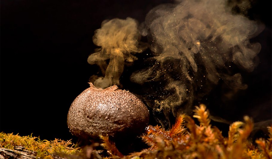 Гриб с пылью