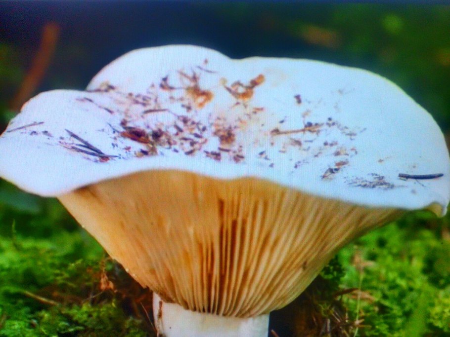 Грибы грузди соленые