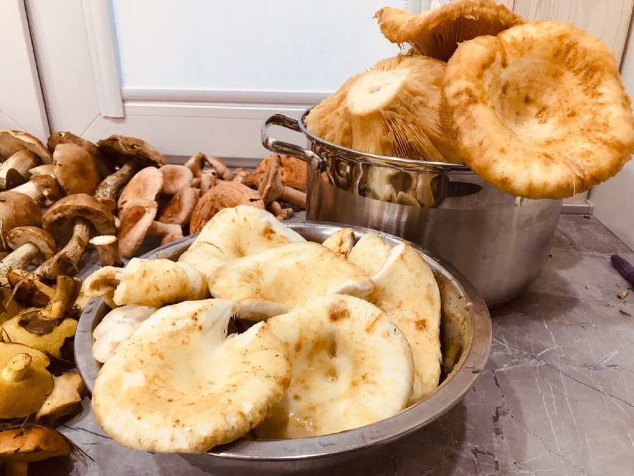 Съедобные грибы Амурской области