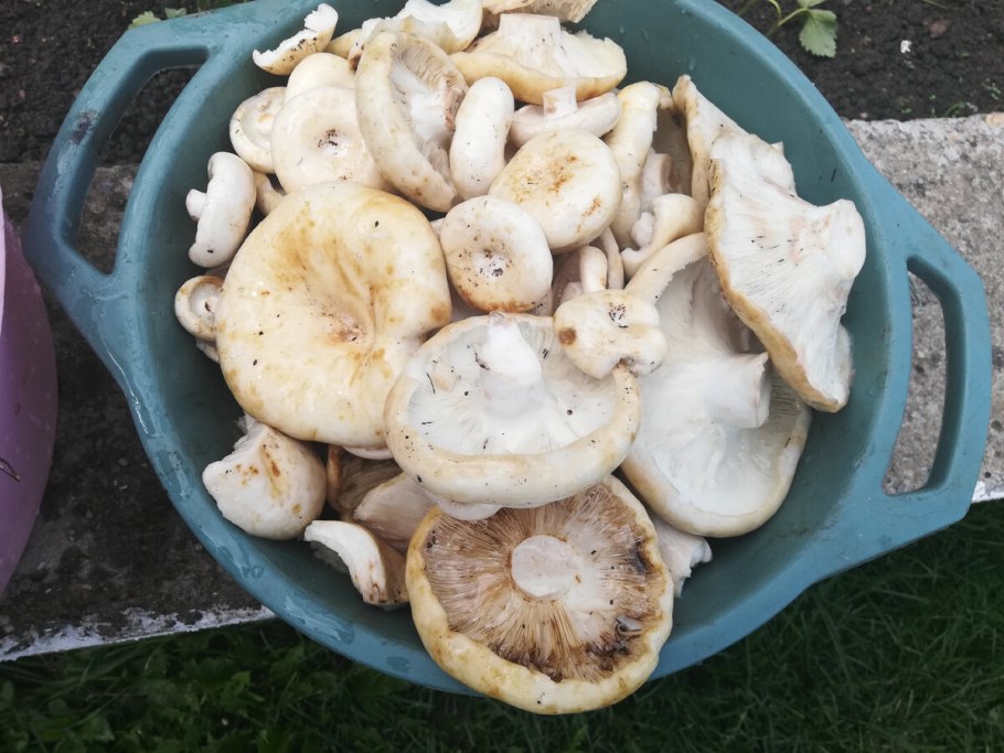 Гриб груздь белый