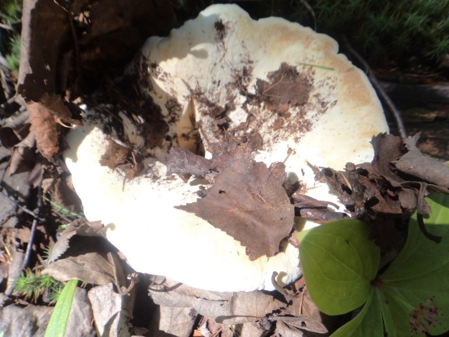 Груздь жёлтый Lactarius scrobiculatus