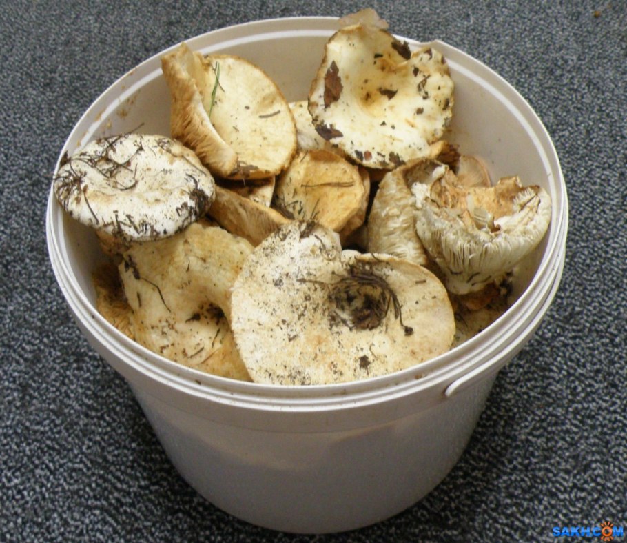 Груздь вид сверху