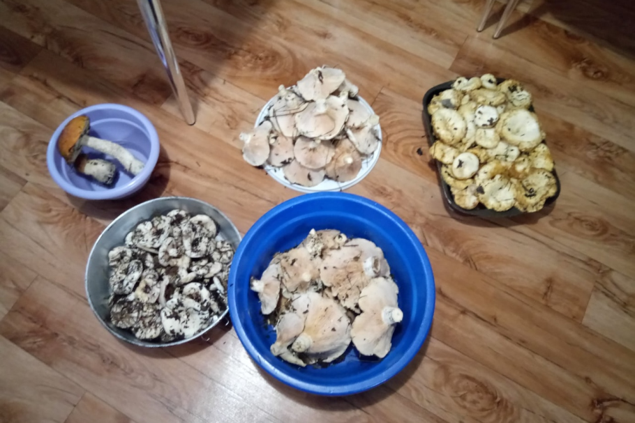 Груздь настоящий (Lactarius resimus)