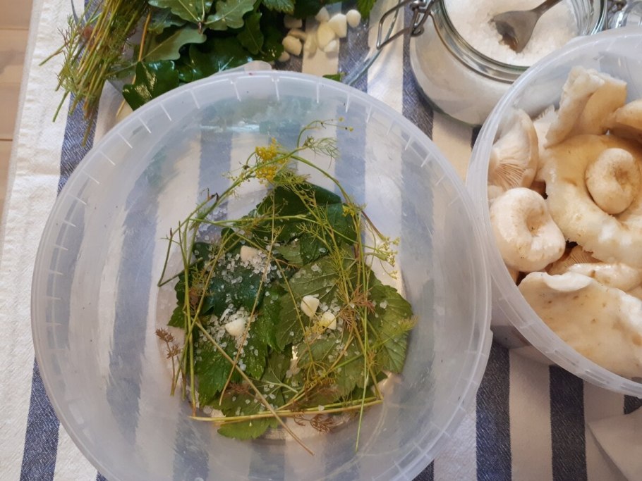 Китайский груздь гриб