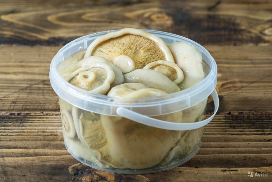 Груздь в разрезе