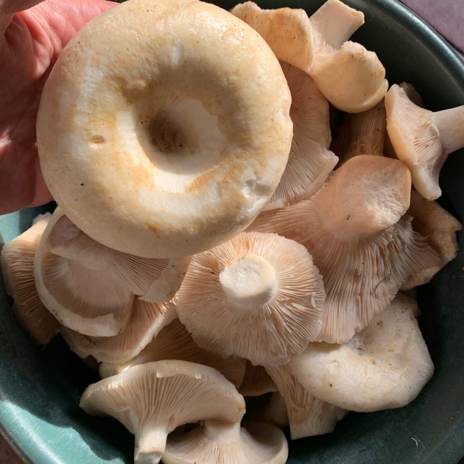 Грузди гриб