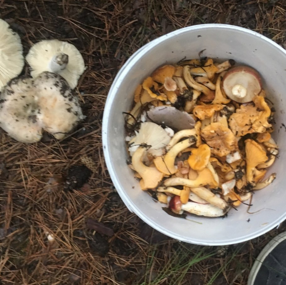 Подтопольник гриб