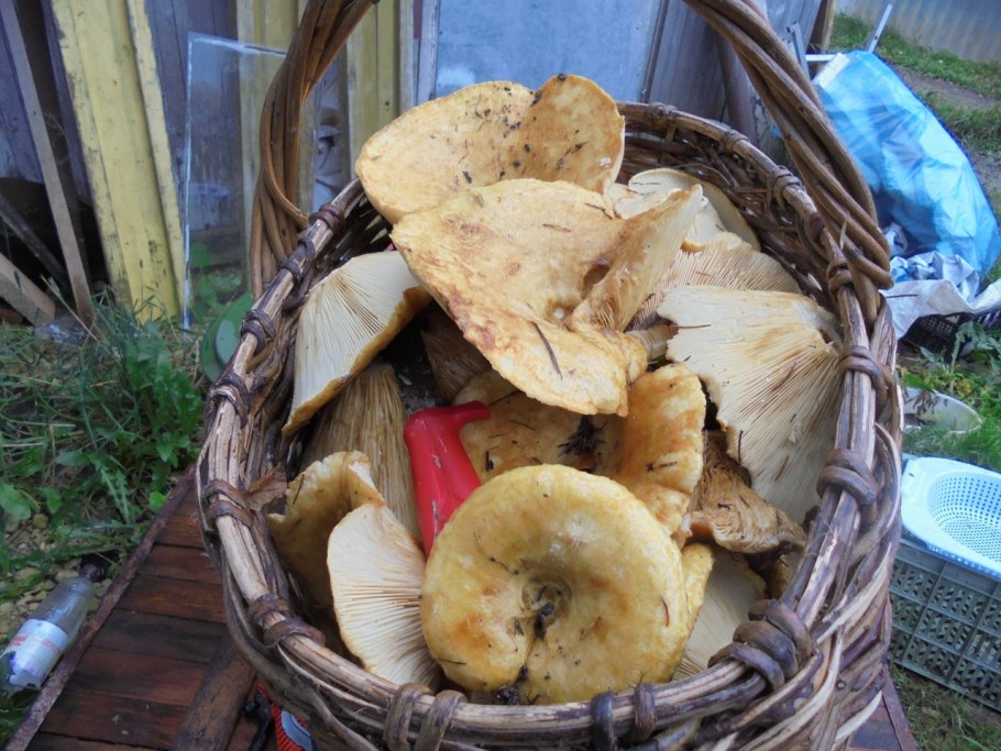 Грузди в Астраханской области