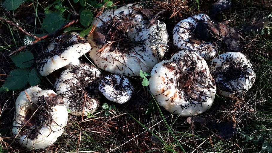 сон белые грузди