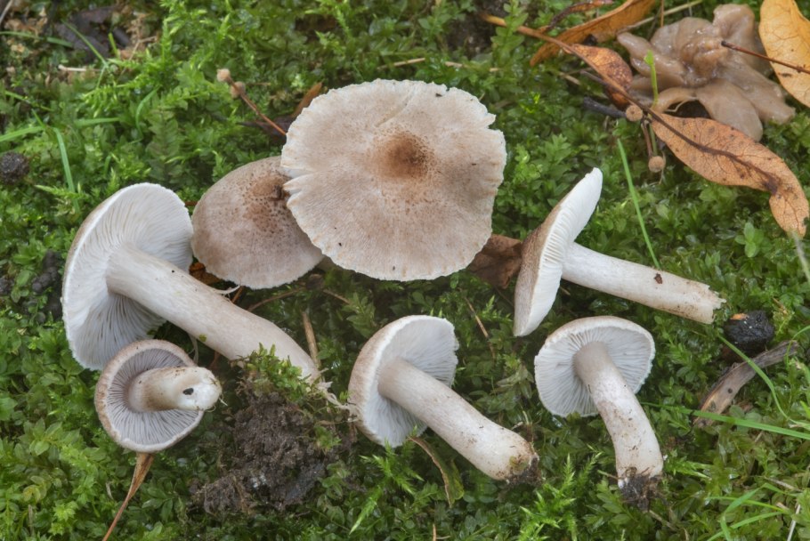 Tricholoma scalpturatum