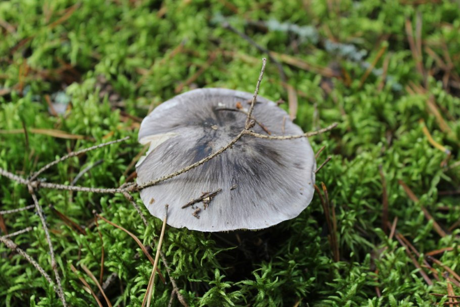 Рядовка опоясанная Tricholoma cingulatum