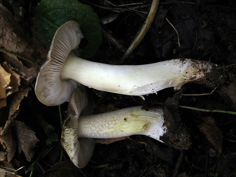 Tricholoma guldeniae