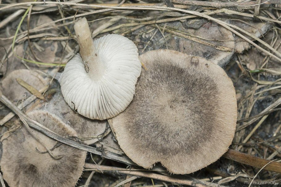 Рядовка Лесная