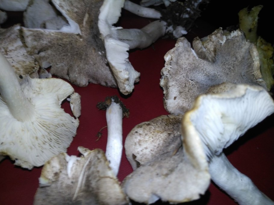 Рядовка резная Tricholoma scalpturatum