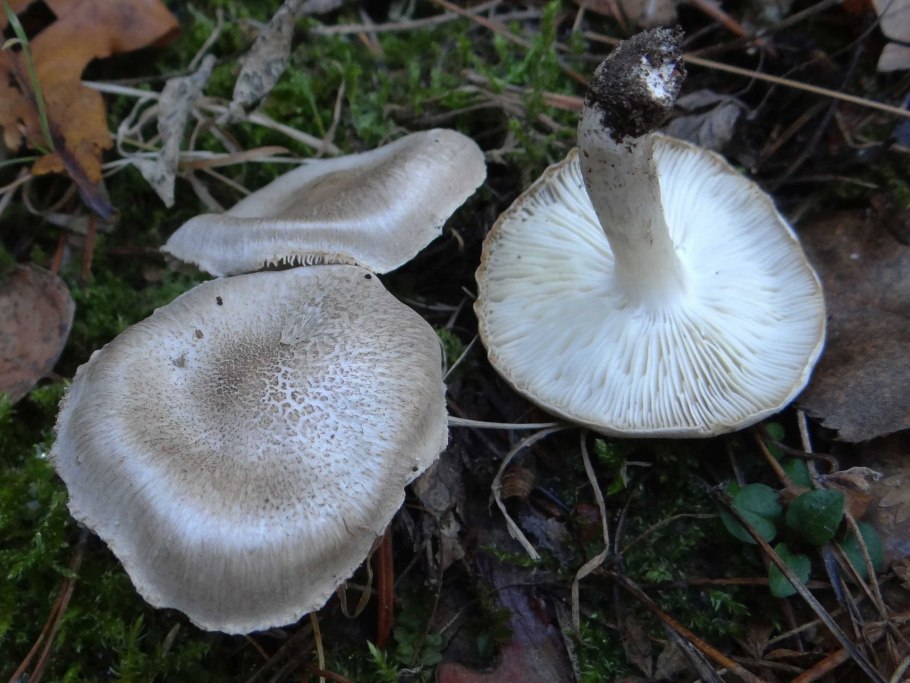 Рядовка серебристая Tricholoma scalpturatum