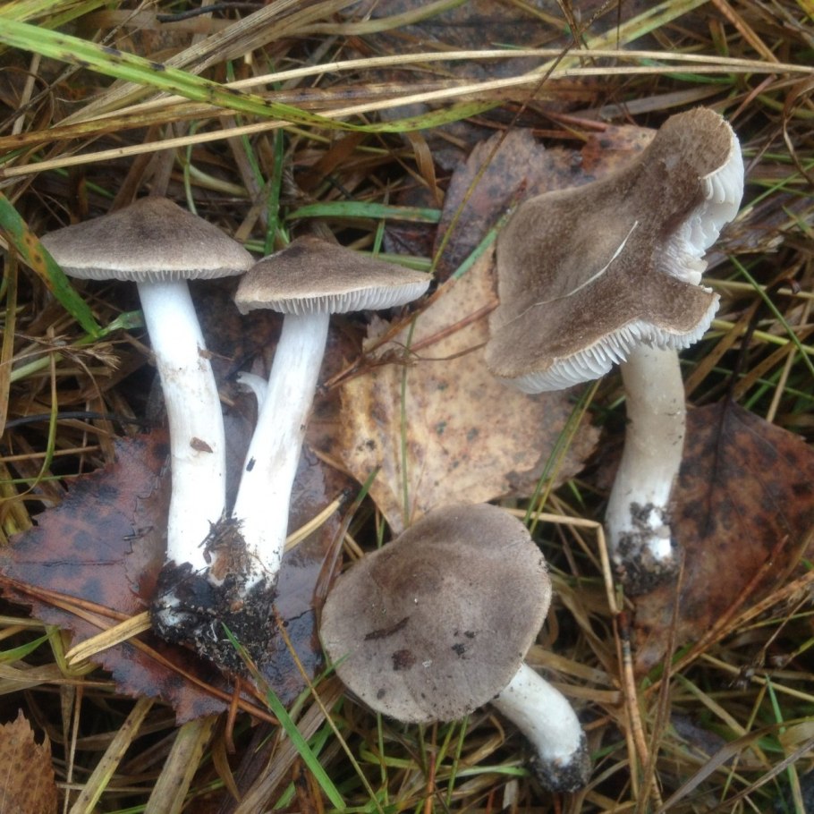 Грибы Крыма рядовка белая