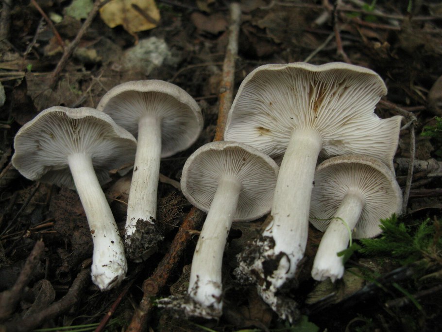 Рядовка землистая Tricholoma terreum
