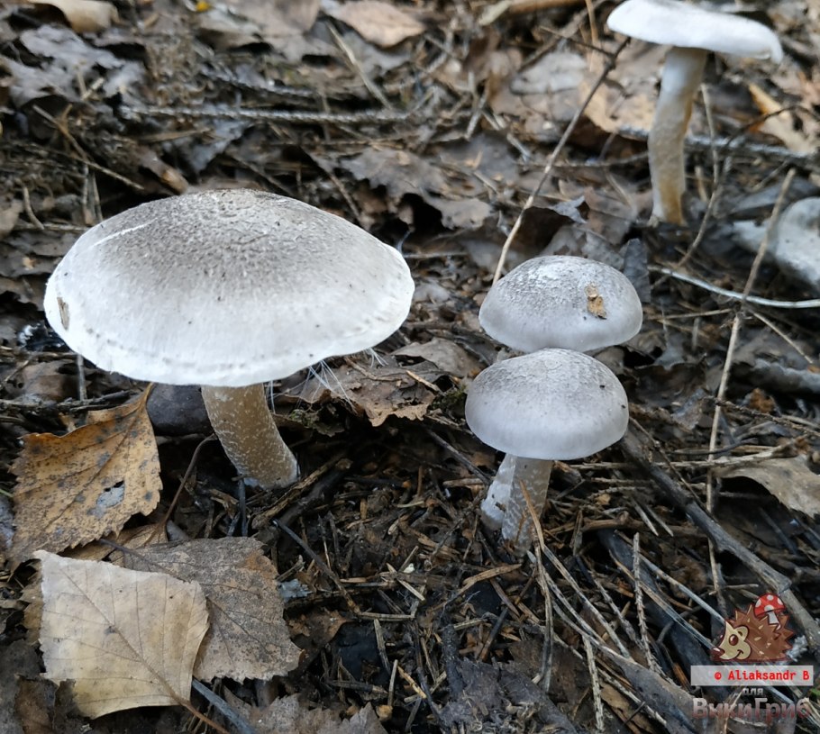 Рядовка ядовитая (Tricholoma pardinum)