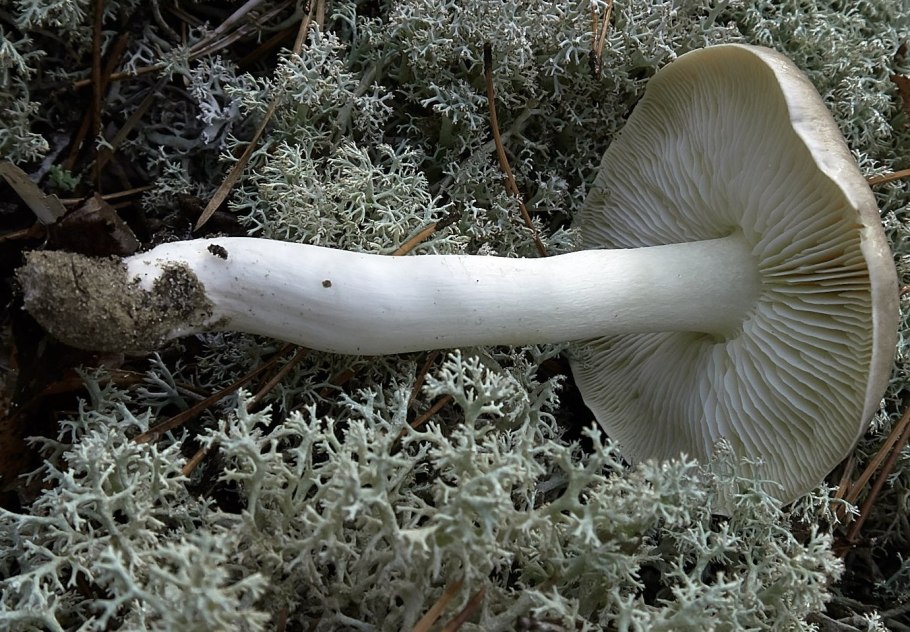 Рядовка землистая Tricholoma terreum