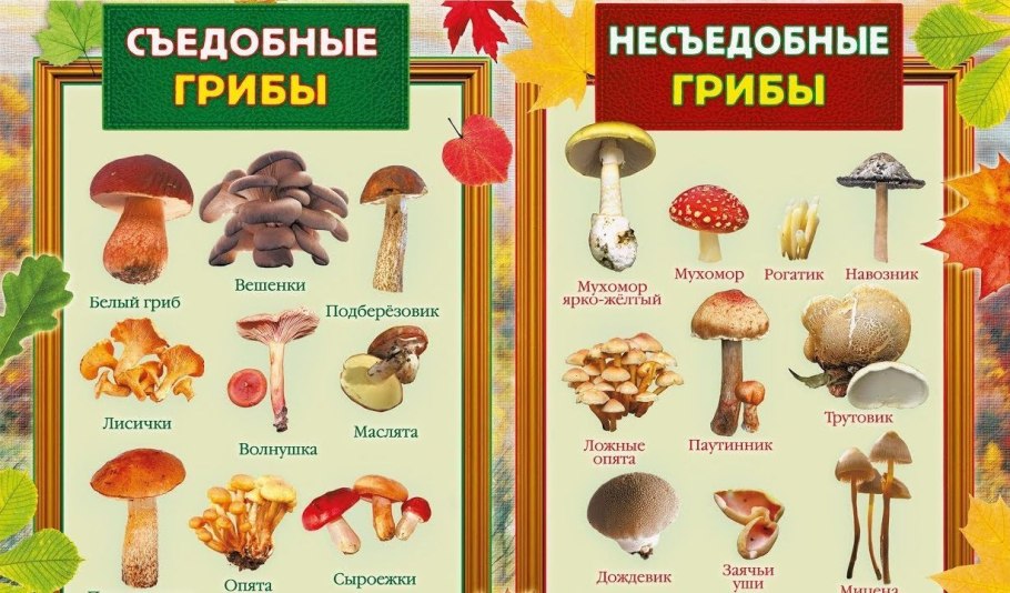 Съедобные грибы и ядовитые грибы таблица