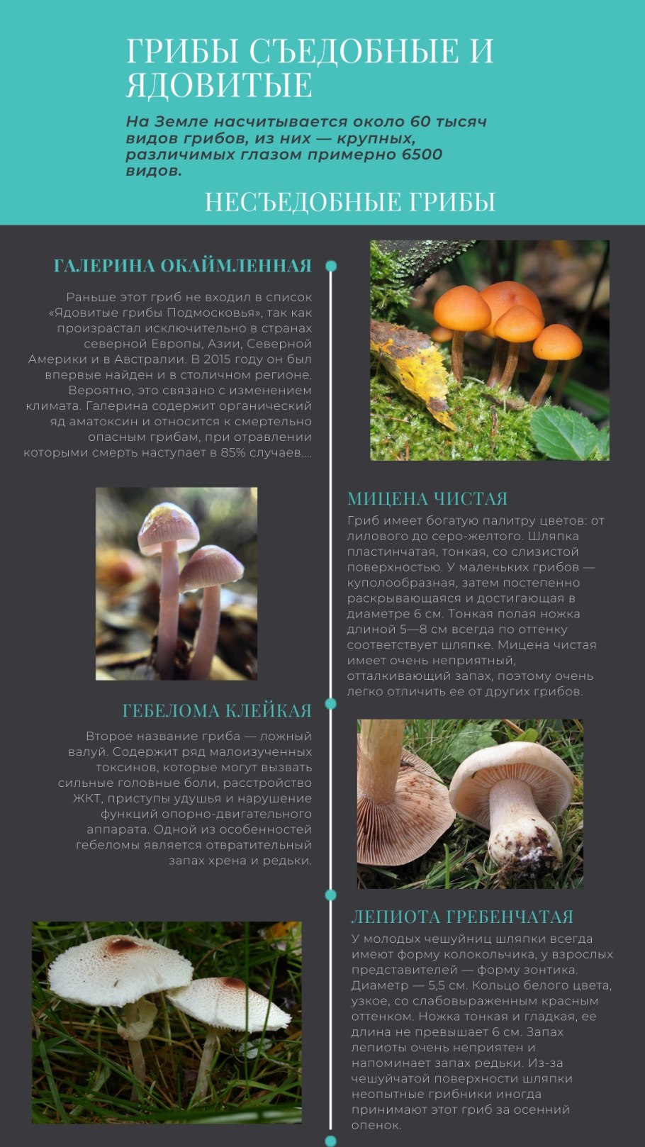 Грибы риски