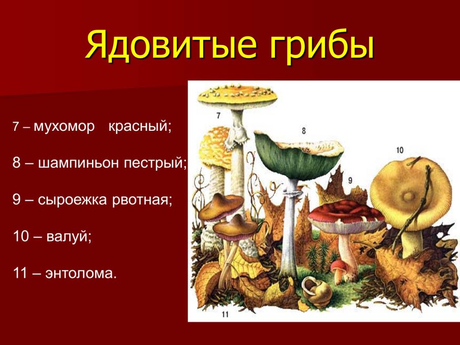 Несъедобные грибы в Волгоградской области
