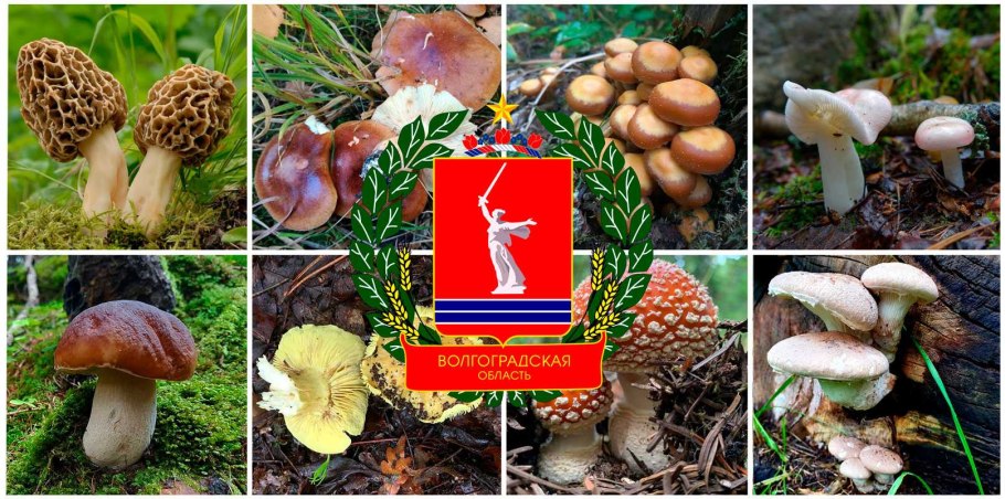 Мухомор Франше