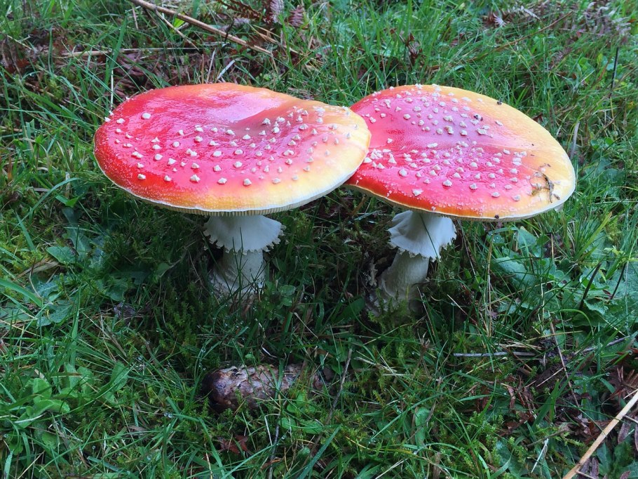 Рисунки грибов и их названия